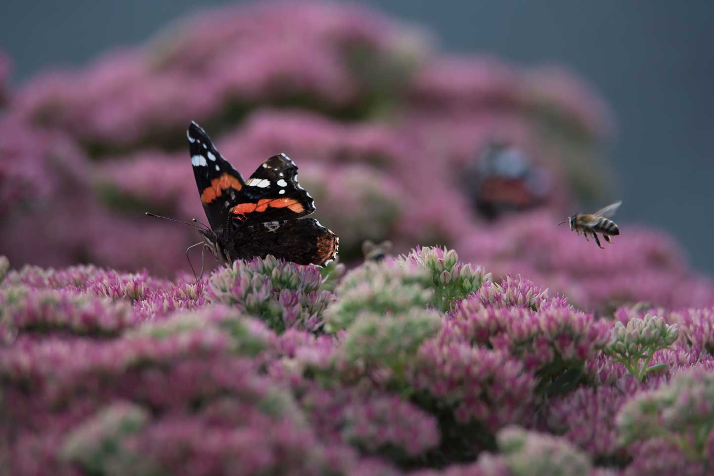 Geniet van de bijen en vlinders op uw sedumdak